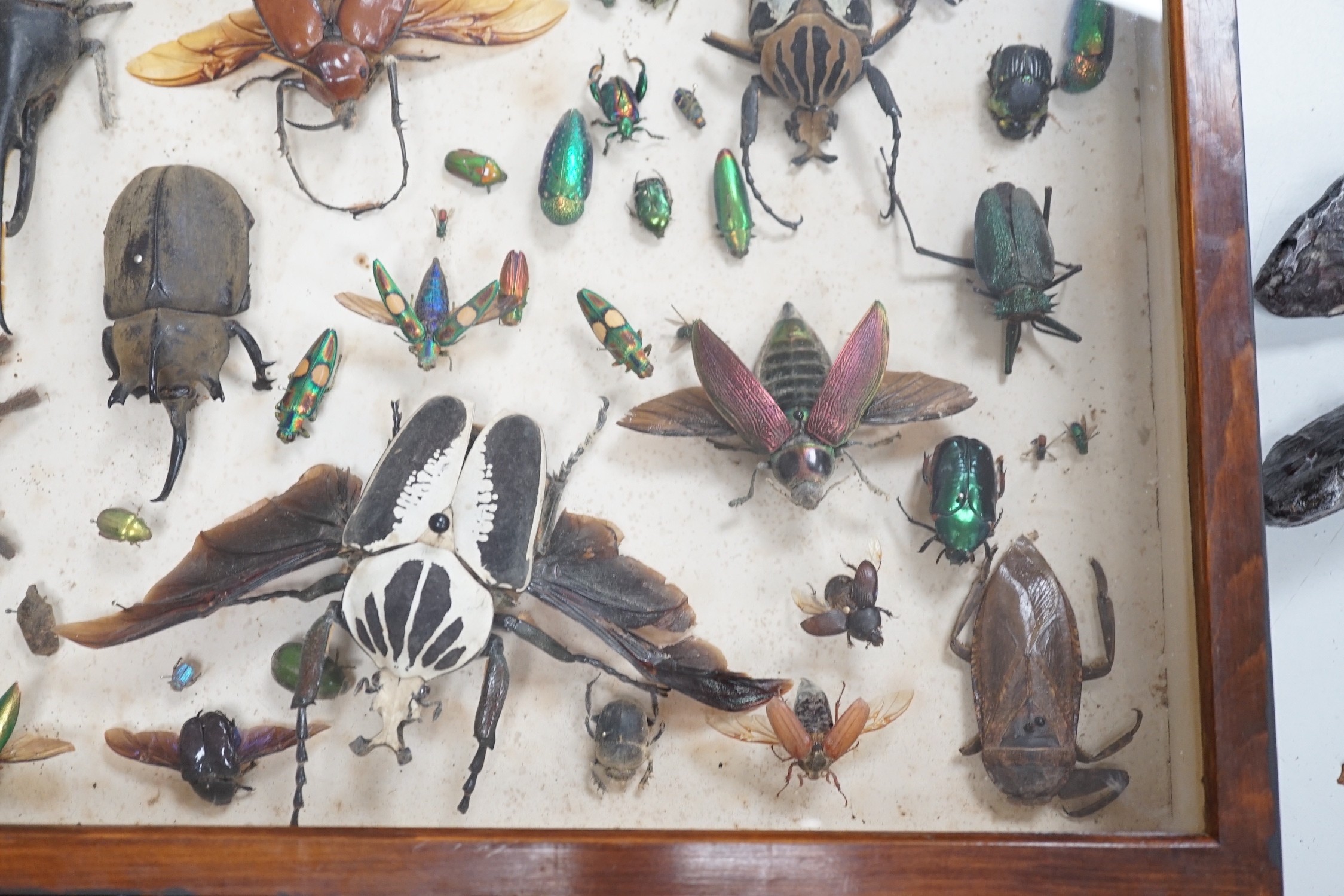 A cased group of early 20th century taxidermic bugs and beetles